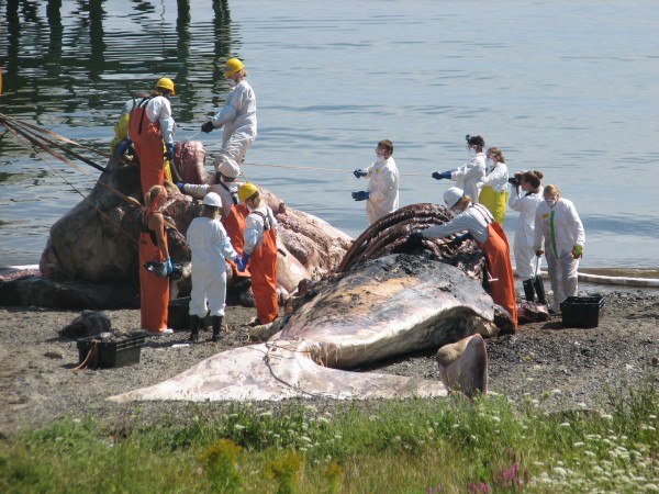 Students and staff of College of the Atlantic in Bar Harbor perform a necropsy on a dead sperm whale in Bar Harbor on Monday, Aug. 20, 2012. The whale, which was found last week off Schoodic Point, was being dissected to determine why it died and to recover the skeleton for reassembly at an undetermined date. Students and staff of College of the Atlantic in Bar Harbor perform a necropsy on a dead sperm whale in Bar Harbor on Monday, Aug. 20, 2012. The whale, which was found last week off Schoodic Point, was being dissected to determine why it died and to recover the skeleton for reassembly at an undetermined date.