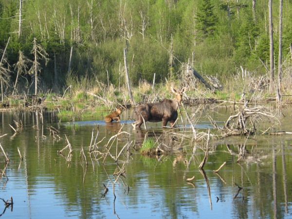 A newborn moose calf and its mother are interrupted while feeding along the Allagash Wilderness Waterway. A newborn moose calf and its mother are interrupted while feeding along the Allagash Wilderness Waterway.