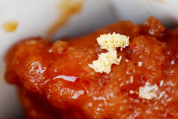 An egg deposit that will hatch into maggots is attached to a piece of General Tso's chicken from the Walmart in Oxford. The Department of Agriculture said Thursday, Aug. 30, 2012 that it couldn't find anything wrong with the Oxford Walmart's food-handling practices. An egg deposit that will hatch into maggots is attached to a piece of General Tso's chicken from the Walmart in Oxford. The Department of Agriculture said Thursday, Aug. 30, 2012 that it couldn't find anything wrong with the Oxford Walmart's food-handling practices.