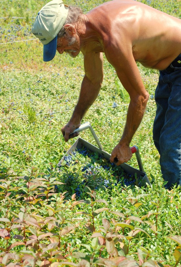 Blueberry rakers working their way into shape as harvest gears up