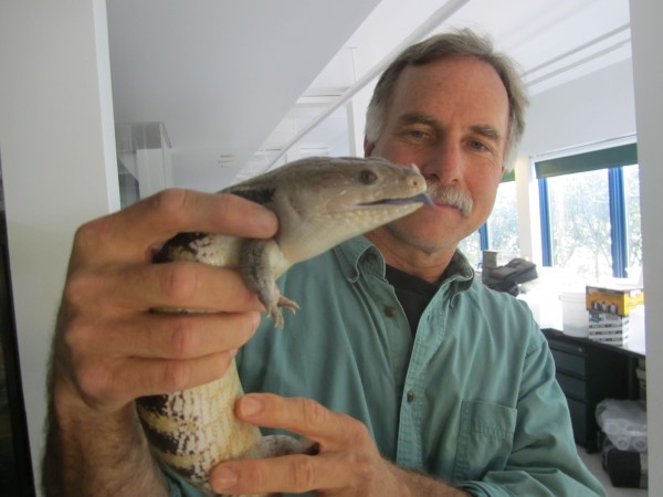 Science teacher Steve Ressel holding a blue-tongued skink in College of the Atlantic's zoology lab. Science teacher Steve Ressel holding a blue-tongued skink in College of the Atlantic's zoology lab.