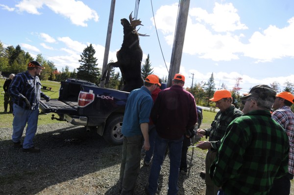 Gateway Variety in Ashland was bustling with hunters as 22 moose were tagged there by noon Monday, Sept. 24, 2012 on the first day of hunting season. Helping weigh a bull is Mike Beaulier (far left) of Caribou, a member of the family that owns Gateway Variety. Gateway Variety in Ashland was bustling with hunters as 22 moose were tagged there by noon Monday, Sept. 24, 2012 on the first day of hunting season. Helping weigh a bull is Mike Beaulier (far left) of Caribou, a member of the family that owns Gateway Variety.