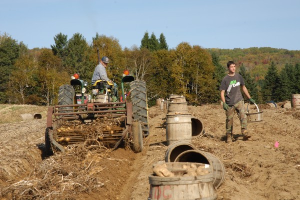 On the Martin Farm in St. Francis, a single digger uncovers a row of potatoes which are picked by hand. On the Martin Farm in St. Francis, a single digger uncovers a row of potatoes which are picked by hand.