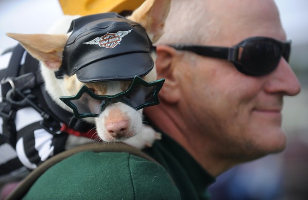 Dressed in a biker costume, Pokey Joe, a 7-year-old Chihuahua, sits on the shoulder of his owner, Mongo Schwarz of Bangor, as he walks their bike along Bangor's waterfront during the Bangor Humane Society's 19th annual Paws on Parade event Saturday, Oct. 6, 2012. Dressed in a biker costume, Pokey Joe, a 7-year-old Chihuahua, sits on the shoulder of his owner, Mongo Schwarz of Bangor, as he walks their bike along Bangor's waterfront during the Bangor Humane Society's 19th annual Paws on Parade event Saturday, Oct. 6, 2012.