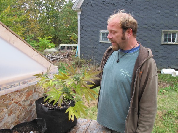 Thomas Davis, a licensed medical marijuana grower and caregiver, inspects his only remaining plant after his crop was burglarized Wednesday night. Police eventually recovered the stolen marijuana, and three days later returned it to Davis, who estimates about 85 percent of the crop was ruined by mold after it was stolen. Thomas Davis, a licensed medical marijuana grower and caregiver, inspects his only remaining plant after his crop was burglarized Wednesday night. Police eventually recovered the stolen marijuana, and three days later returned it to Davis, who estimates about 85 percent of the crop was ruined by mold after it was stolen.