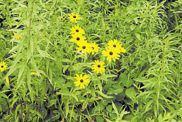 "Beautiful Yellow Flowers," by Angela Messer. "Beautiful Yellow Flowers," by Angela Messer.