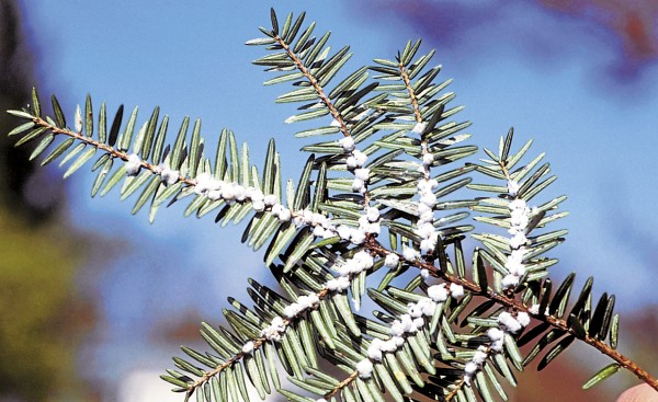 The wool-like waxy filaments lining the underside of this hemlock branch contain maturing hemlock woolly adelgids, an inspect pest gradually extending its range along the Maine coast. The wool-like waxy filaments lining the underside of this hemlock branch contain maturing hemlock woolly adelgids, an inspect pest gradually extending its range along the Maine coast.