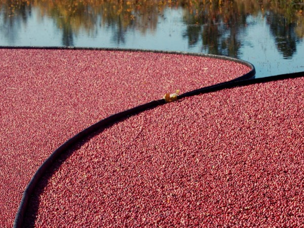 Cranberries ready to be harvested in Down East Maine. Cranberries ready to be harvested in Down East Maine.