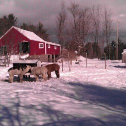 A snowy day at Christmas Farm with the Alpacas . A snowy day at Christmas Farm with the Alpacas .