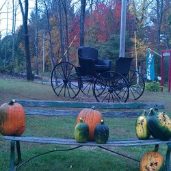 A lovely fall day at Christmas Farm Alpacas Country Farm Shop & Fiber Studio A lovely fall day at Christmas Farm Alpacas Country Farm Shop & Fiber Studio