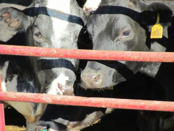 Dairy cows enjoy the sunshine Tuesday morning at Tide Mill Farms in Edmunds, one of 10 Maine farms that sustains Maine's Own Organic Milk, or MOOMilk. Dairy cows enjoy the sunshine Tuesday morning at Tide Mill Farms in Edmunds, one of 10 Maine farms that sustains Maine's Own Organic Milk, or MOOMilk.