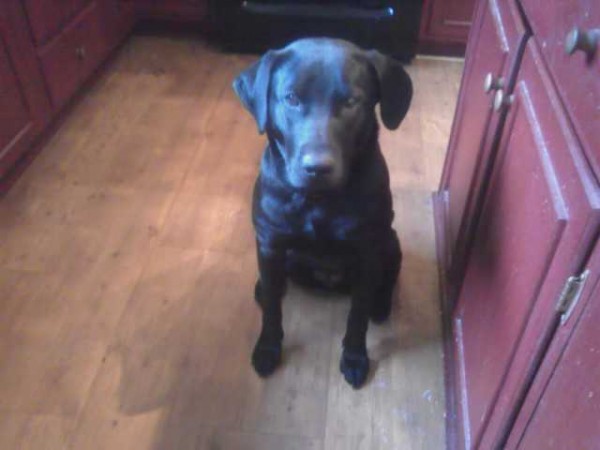 Molly, a 40-pound black Lab, went missing after a fatal car accident last Thursday in Prospect. Her owners have offered a $100 reward in an effort to bring her home. Molly, a 40-pound black Lab, went missing after a fatal car accident last Thursday in Prospect. Her owners have offered a $100 reward in an effort to bring her home.