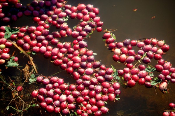 Cranberries were plentiful in some bogs in Down East Maine this fall. In other places, not so much. Spotty weather left some growers with record crops and others licking their harvest wounds. Cranberries were plentiful in some bogs in Down East Maine this fall. In other places, not so much. Spotty weather left some growers with record crops and others licking their harvest wounds.