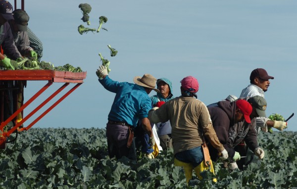 Workers at Smith's Farm harvest broccoli Sept. 6 in Washburn in 2007. Workers at Smith's Farm harvest broccoli Sept. 6 in Washburn in 2007.