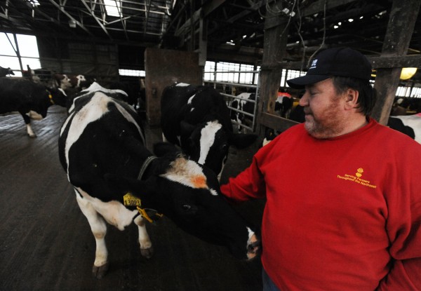 Dairy farmer Dick Perkins pets one of his Holsteins and calls her by name as he walks one of his cow barns on his Chaleston dairy farm on Friday, Nov. 2, 2012. Perkins is just one of many Maine dairy farmers being affected by the closing of Garelick's Bangor milk processing plant. Dairy farmer Dick Perkins pets one of his Holsteins and calls her by name as he walks one of his cow barns on his Chaleston dairy farm on Friday, Nov. 2, 2012. Perkins is just one of many Maine dairy farmers being affected by the closing of Garelick's Bangor milk processing plant.