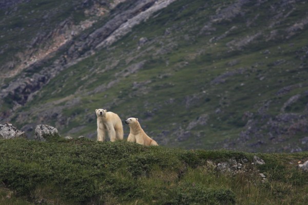 Polar bears spotted near Labrador by those aboard the Wanderbird. Polar bears spotted near Labrador by those aboard the Wanderbird.