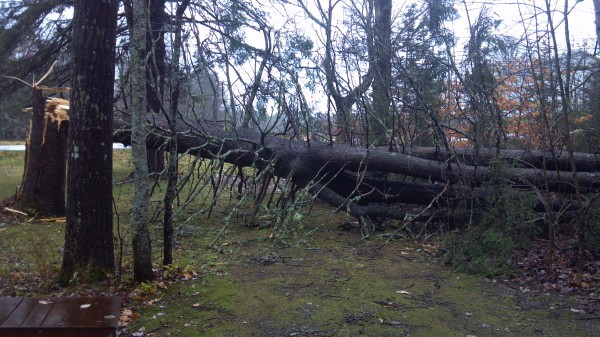 A massive spruce fell during the worst of the wind from Frankenstorm Sandy late last month at the authors house. A massive spruce fell during the worst of the wind from Frankenstorm Sandy late last month at the authors house.