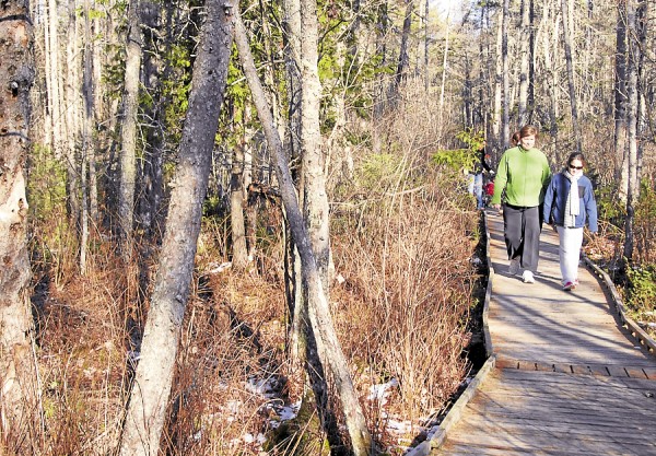 People walk along the Orono Bog Boardwalk on a sunny mid-November afternoon. People walk along the Orono Bog Boardwalk on a sunny mid-November afternoon.