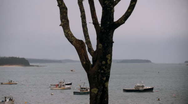 Fishing boats are moored in Stonington on Saturday, Dec. 22, 2012. After the Dec. 15 disappearance of the Stonington-based fishing vessel Foxy Lady II the island community pulled together in helping the family members. The captain of the boat, Wally Gray Jr. ,26, and Wayne Young are presumed lost at sea off Cape Cod. Fishing boats are moored in Stonington on Saturday, Dec. 22, 2012. After the Dec. 15 disappearance of the Stonington-based fishing vessel Foxy Lady II the island community pulled together in helping the family members. The captain of the boat, Wally Gray Jr. ,26, and Wayne Young are presumed lost at sea off Cape Cod.