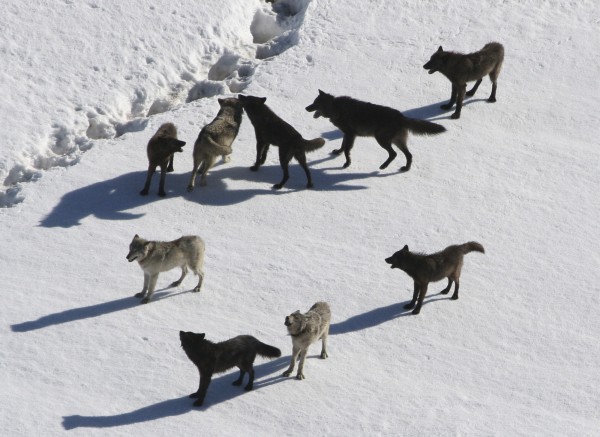 A Gibbon gray wolf pack stands in snow in Yellowstone National Park, Wyo., in March 2007. A Gibbon gray wolf pack stands in snow in Yellowstone National Park, Wyo., in March 2007.