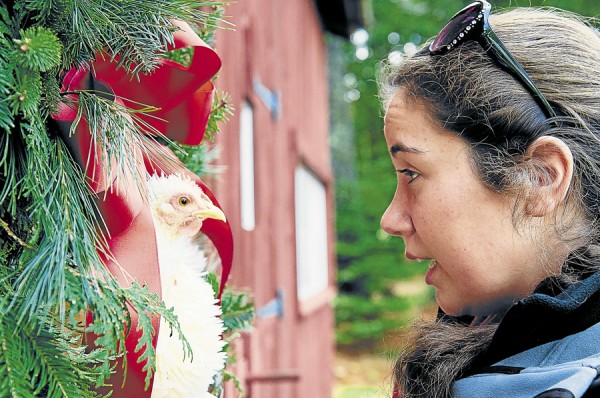 Jesse Schwarcz of Orrington briefs Squeaky, a bantam cochin frizzle chicken, on what she needs for photos before placing Squeaky inside a wreath. Schwarcz, a photographer, and her mother completed their fourth annual Holiday Hens photo shoot in November. Jesse Schwarcz of Orrington briefs Squeaky, a bantam cochin frizzle chicken, on what she needs for photos before placing Squeaky inside a wreath. Schwarcz, a photographer, and her mother completed their fourth annual Holiday Hens photo shoot in November.
