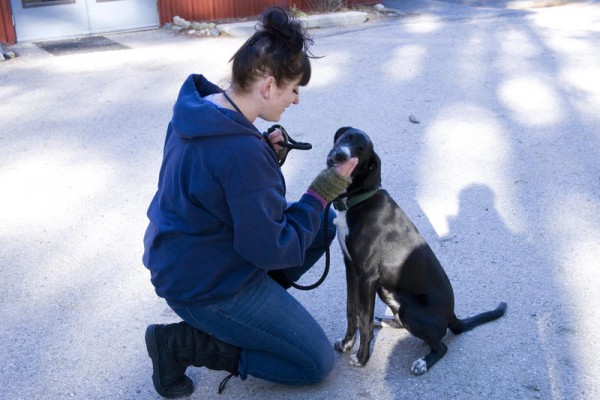 Sara Sokol, Coastal Humane Society's new behavior and training coordinator, will teach "Doga," a combination of human yoga and obedience training for dogs, in Brunswick starting in January Sara Sokol, Coastal Humane Society's new behavior and training coordinator, will teach "Doga," a combination of human yoga and obedience training for dogs, in Brunswick starting in January