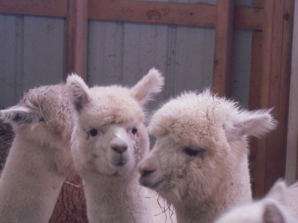 Alpacas are gentle, curious and well suited to life in northern Maine where conditions are similar to their native habitat in the mountains of Peru. These three reside at Spudland Alpacas in Blaine. Alpacas are gentle, curious and well suited to life in northern Maine where conditions are similar to their native habitat in the mountains of Peru. These three reside at Spudland Alpacas in Blaine.