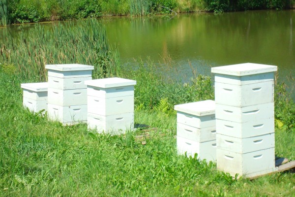 Peter Cowin set up hives to pollinate surrounding crops and flowers in Hampden. Cowin said 60,000 hives are brought to Maine each spring to help pollinate crops. Peter Cowin set up hives to pollinate surrounding crops and flowers in Hampden. Cowin said 60,000 hives are brought to Maine each spring to help pollinate crops.