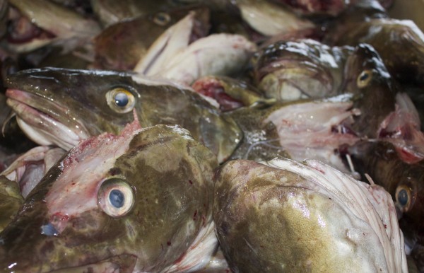 Discarded heads of hundreds of cod caught in the Arctic Barents Sea lie in a plastic container at a fish processing plant near Sommaroya, north Norway Jan. 31, 2013. Discarded heads of hundreds of cod caught in the Arctic Barents Sea lie in a plastic container at a fish processing plant near Sommaroya, north Norway Jan. 31, 2013.