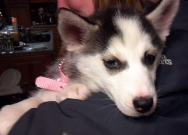 Julie Thomas of Madison, N.H., said she is certain this puppy, purchased from Little Paws in Scarborough, did not contract parvovirus after she brought it home from the store. The diagnosis led to a quarantine on dogs in the store until all were tested for the virus and an intestinal parasite. Those tests came up positive. Julie Thomas of Madison, N.H., said she is certain this puppy, purchased from Little Paws in Scarborough, did not contract parvovirus after she brought it home from the store. The diagnosis led to a quarantine on dogs in the store until all were tested for the virus and an intestinal parasite. Those tests came up positive.