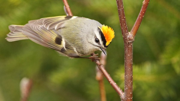 Golden-crowned kinglets are hardy birds, despite their diminutive size. Golden-crowned kinglets are hardy birds, despite their diminutive size.
