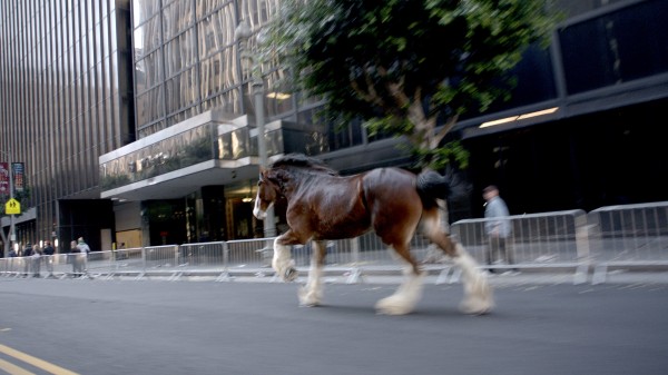Moments in the history of the Budweiser Clydesdale will air during Super Bowl XLVII. Moments in the history of the Budweiser Clydesdale will air during Super Bowl XLVII.