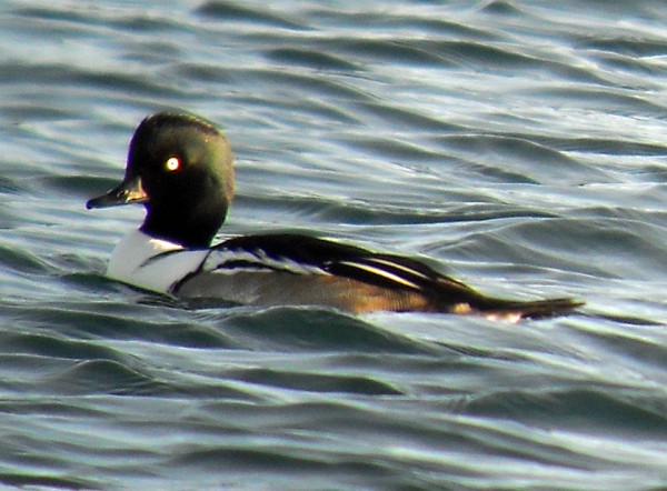 This hybrid duck is a cross between a hooded merganser and a common goldeneye. It has been confusing birders in Southwest Harbor for the past seven winters. This hybrid duck is a cross between a hooded merganser and a common goldeneye. It has been confusing birders in Southwest Harbor for the past seven winters.