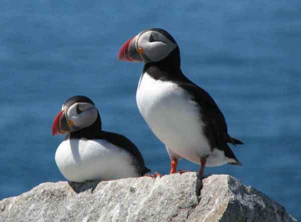 Atlantic puffins are just one kind of bird festival-goers may encounter this year. Birding festivals are popular ways for novice and expert birders to get together and share their knowledge. Atlantic puffins are just one kind of bird festival-goers may encounter this year. Birding festivals are popular ways for novice and expert birders to get together and share their knowledge.