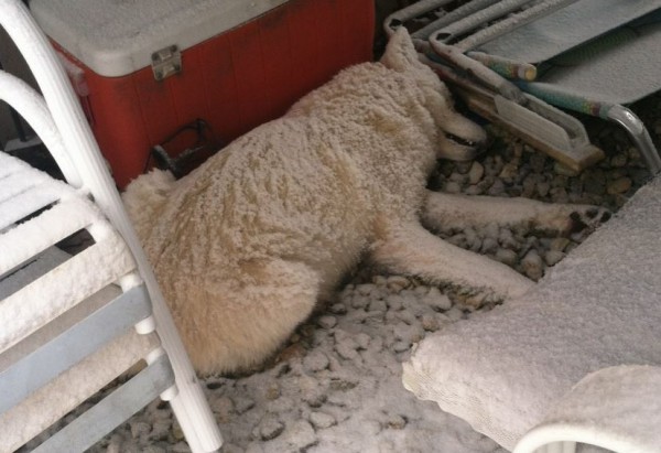 This image depicts a white dog-like animal that died under a Kennebunk resident's porch this week. The resident first believed the animal was a wolf, but police later said it was a coyote. A wildlife expert remains unconvinced it's not a dog. This image depicts a white dog-like animal that died under a Kennebunk resident's porch this week. The resident first believed the animal was a wolf, but police later said it was a coyote. A wildlife expert remains unconvinced it's not a dog.