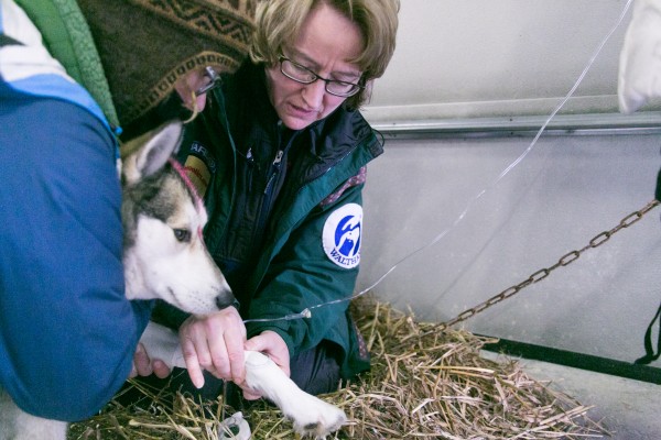 Veterinarian Jackie Piepcorn (right) and veterinary student Kathryn Moore give IV fluids to a dog at the Rocky Brook checkpoint during the CAN-AM Crown 250-mile race on Sunday, March 3, 2013. The pink markings on the head mean the dog was dropped from a team. This dog was dropped from Jaye Foucher's team because of exhaustion. Veterinarian Jackie Piepcorn (right) and veterinary student Kathryn Moore give IV fluids to a dog at the Rocky Brook checkpoint during the CAN-AM Crown 250-mile race on Sunday, March 3, 2013. The pink markings on the head mean the dog was dropped from a team. This dog was dropped from Jaye Foucher's team because of exhaustion.