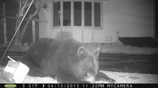 Ford Stevenson captured these images of a bear at his mother Priscilla Stevenson's, home in Wayne, Maine earlier this month. Ford Stevenson captured these images of a bear at his mother Priscilla Stevenson's, home in Wayne, Maine earlier this month.