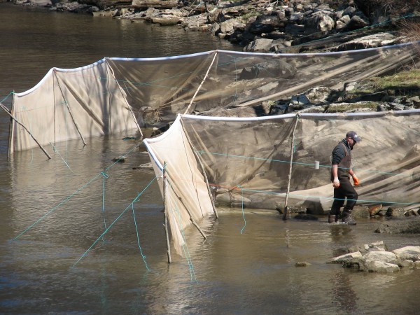 Elver fishermen Rob Stanley of Gouldsboro on the morning of Saturday, April 28, 2013, works on setting up one of two fyke nets he has in the Union River in downtown Ellsworth. Stanley said poaching in the lucrative elver fishery could lead to tighter fishing restrictions and that fines should be increased. Elver fishermen Rob Stanley of Gouldsboro on the morning of Saturday, April 28, 2013, works on setting up one of two fyke nets he has in the Union River in downtown Ellsworth. Stanley said poaching in the lucrative elver fishery could lead to tighter fishing restrictions and that fines should be increased.