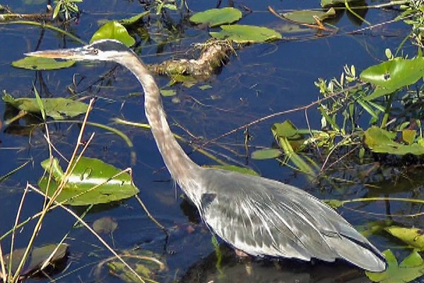 Great blue herons are the tallest birds in Maine and the largest herons in the New World. Great blue herons are the tallest birds in Maine and the largest herons in the New World.