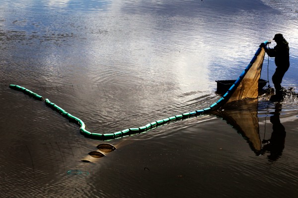 An elver fisherman tends his fyke net in Waldoboro on Friday, the first day of elver season. The funnel-shaped net will catch the tiny, translucent fish when the tide flows back in. An elver fisherman tends his fyke net in Waldoboro on Friday, the first day of elver season. The funnel-shaped net will catch the tiny, translucent fish when the tide flows back in.