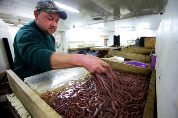 Worm digger Dale KImball of Dresden counts and sorts his daily take of bloodworms Feb. 15 at Phil Harrington Bait in Woolwich. Worm digger Dale KImball of Dresden counts and sorts his daily take of bloodworms Feb. 15 at Phil Harrington Bait in Woolwich.