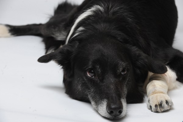Mickey, a rescued border collie, sits at his master's feet during an interview on Wednesday. Mickey, a rescued border collie, sits at his master's feet during an interview on Wednesday.