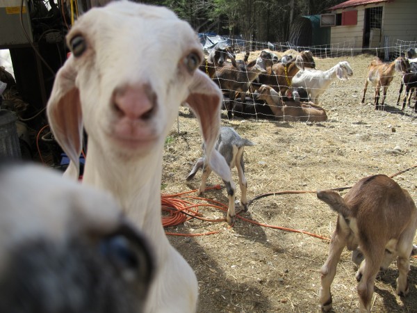A baby goat peers at a camera at Olde Oak Farm in Maxfield. A baby goat peers at a camera at Olde Oak Farm in Maxfield.