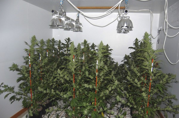 A family of four has been charged with cultivating marijuana in connection with what police reported was large growing operation in a Monroe home. A family of four has been charged with cultivating marijuana in connection with what police reported was large growing operation in a Monroe home.
