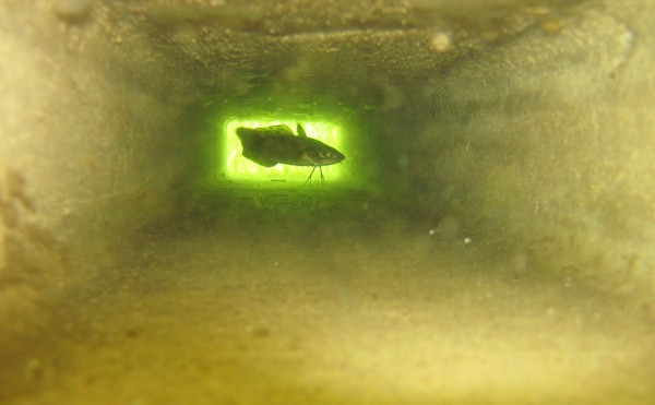 Image of a hake provided by LeeAnne Thayer, taken while the fish was inside one of the tubes of the Habitat Mooring System. Image of a hake provided by LeeAnne Thayer, taken while the fish was inside one of the tubes of the Habitat Mooring System.