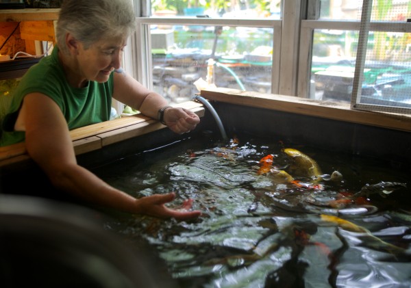 Georgette Curran of Cundy's Harbor in Harpswell feeds and talks to her pet koi in the basement of her house Wednesday, June 27, 2012. "This is my Prozac," she said. State officials have said she has to get rid of her fish. Georgette Curran of Cundy's Harbor in Harpswell feeds and talks to her pet koi in the basement of her house Wednesday, June 27, 2012. "This is my Prozac," she said. State officials have said she has to get rid of her fish.