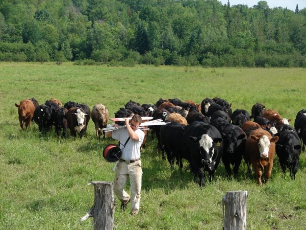 Gabe Clark of Cold Spring Ranch in New Portland moves his cattle to new pasture to graze. Clark is a leader in Maine's burgeoning grass-fed beef network. Gabe Clark of Cold Spring Ranch in New Portland moves his cattle to new pasture to graze. Clark is a leader in Maine's burgeoning grass-fed beef network.