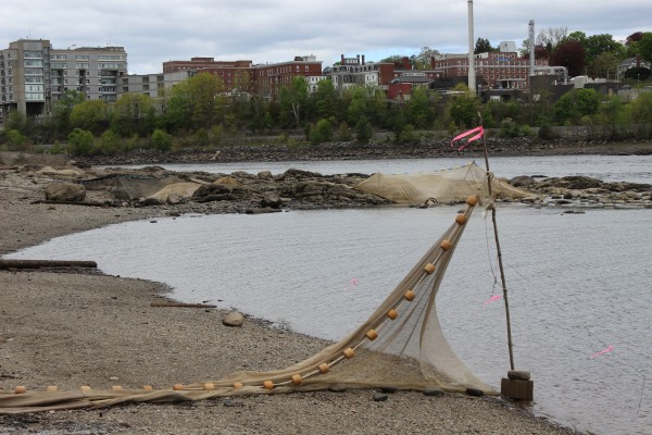 A fyke net sits high and dry on the Brewer shore of the Penobscot River with Eastern Maine Medical Center in the background on May 17, 2013. A fyke net sits high and dry on the Brewer shore of the Penobscot River with Eastern Maine Medical Center in the background on May 17, 2013.