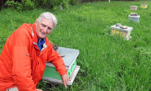 University of Maine professor of insect ecology Frank Drummond says the Colony Collapse Disorder is still affecting a very large number of bees in Maine. Thousands of hives are trucked to the state each year since 2006 to help the proper pollination of fruit crop in Maine. University of Maine professor of insect ecology Frank Drummond says the Colony Collapse Disorder is still affecting a very large number of bees in Maine. Thousands of hives are trucked to the state each year since 2006 to help the proper pollination of fruit crop in Maine.