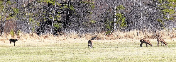 Four white-tailed deer graze in a field near the University of Maine Bike Path.
Photo taken on Thursday, April 25, 2013.
Four white-tailed deer graze in a field near the University of Maine Bike Path.
Photo taken on Thursday, April 25, 2013.